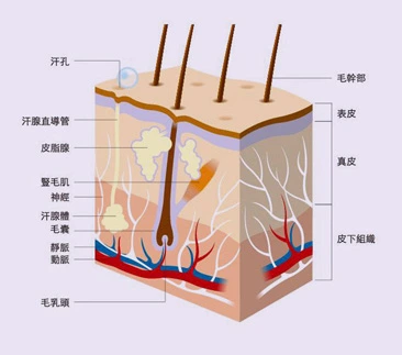 脱毛&治疗毛周损害及临床解决方案